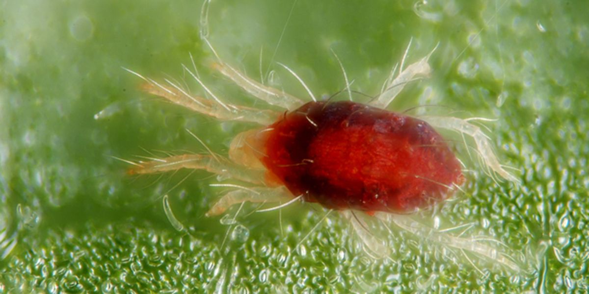 Comment lutter efficacement contre les araignées rouges