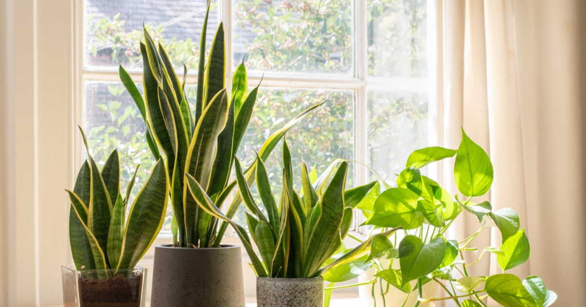 Entretenir vos plantes vertes : l'art du nettoyage des feuilles