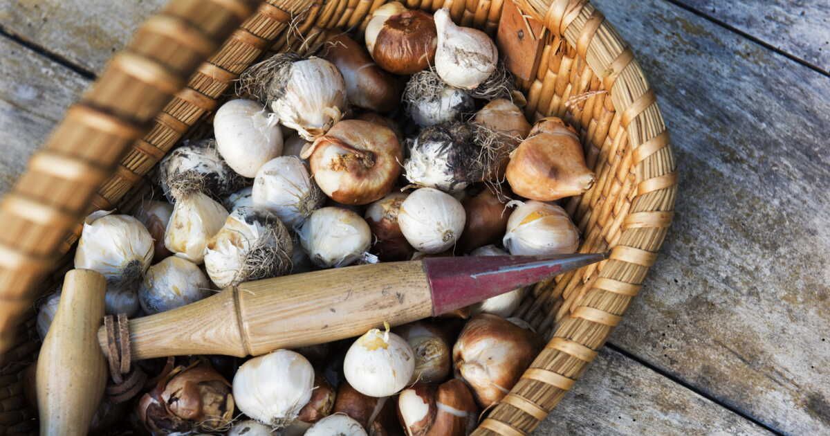 Cultivez l'ail et l'oignon : 4 astuces pour un jardin réussi
