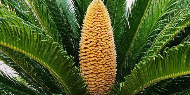 Faux palmier (Cycas revoluta) : un joyau exotique