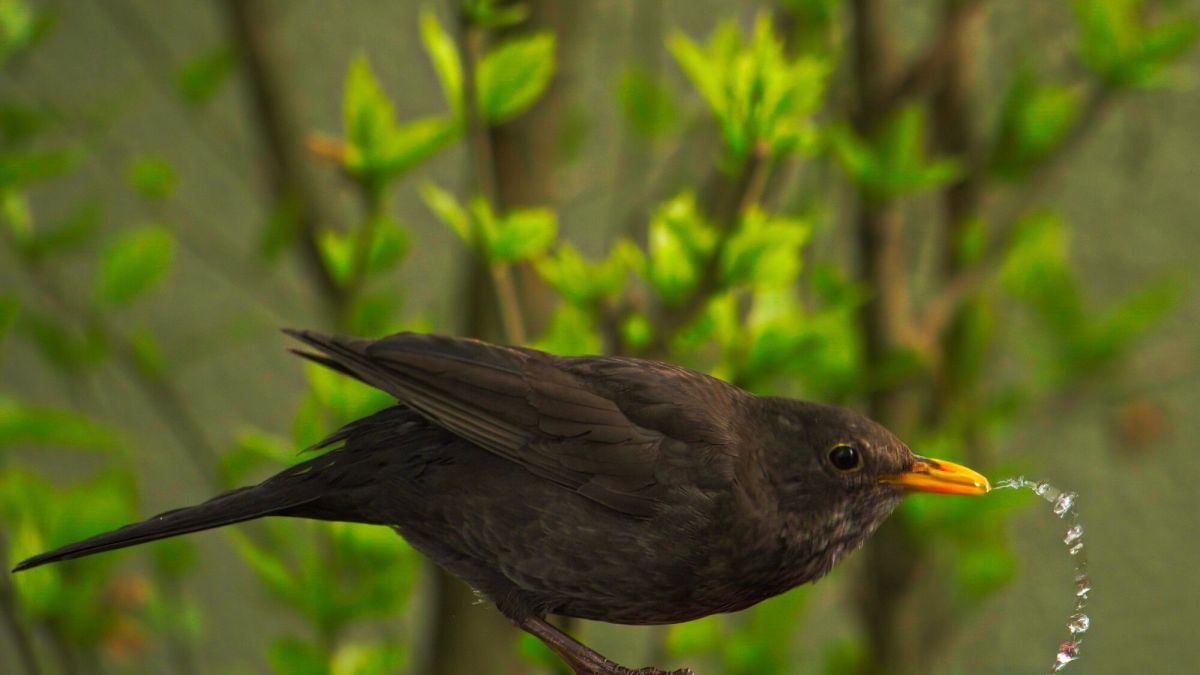 Aidez les oiseaux à passer l'hiver avec ce simple geste