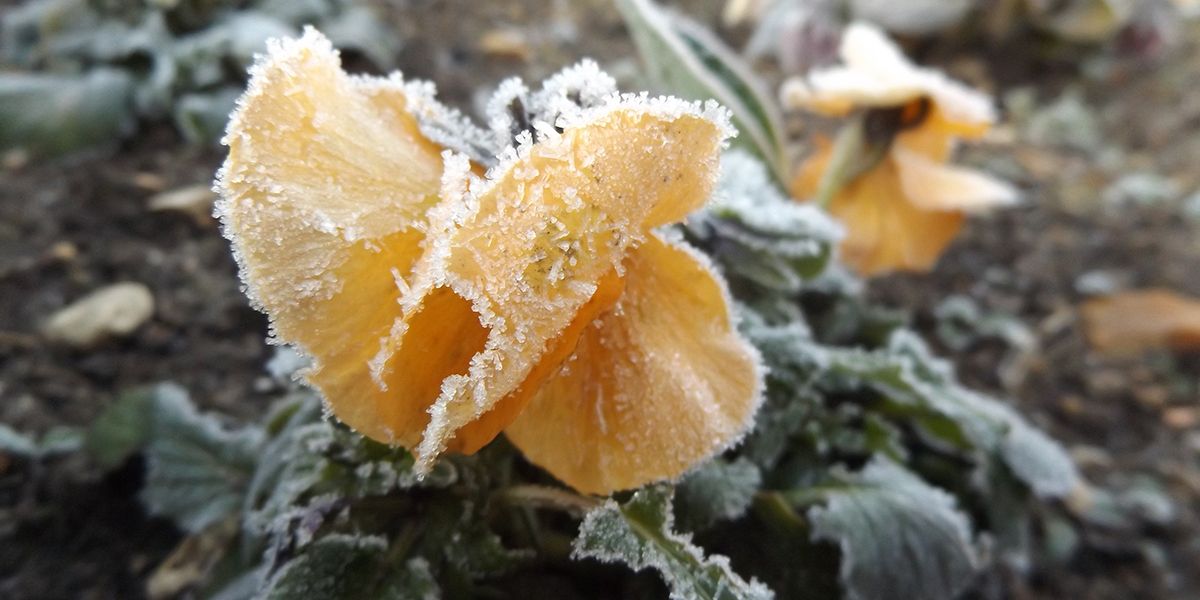 Célébrez l'hiver avec les fleurs qui résistent au froid