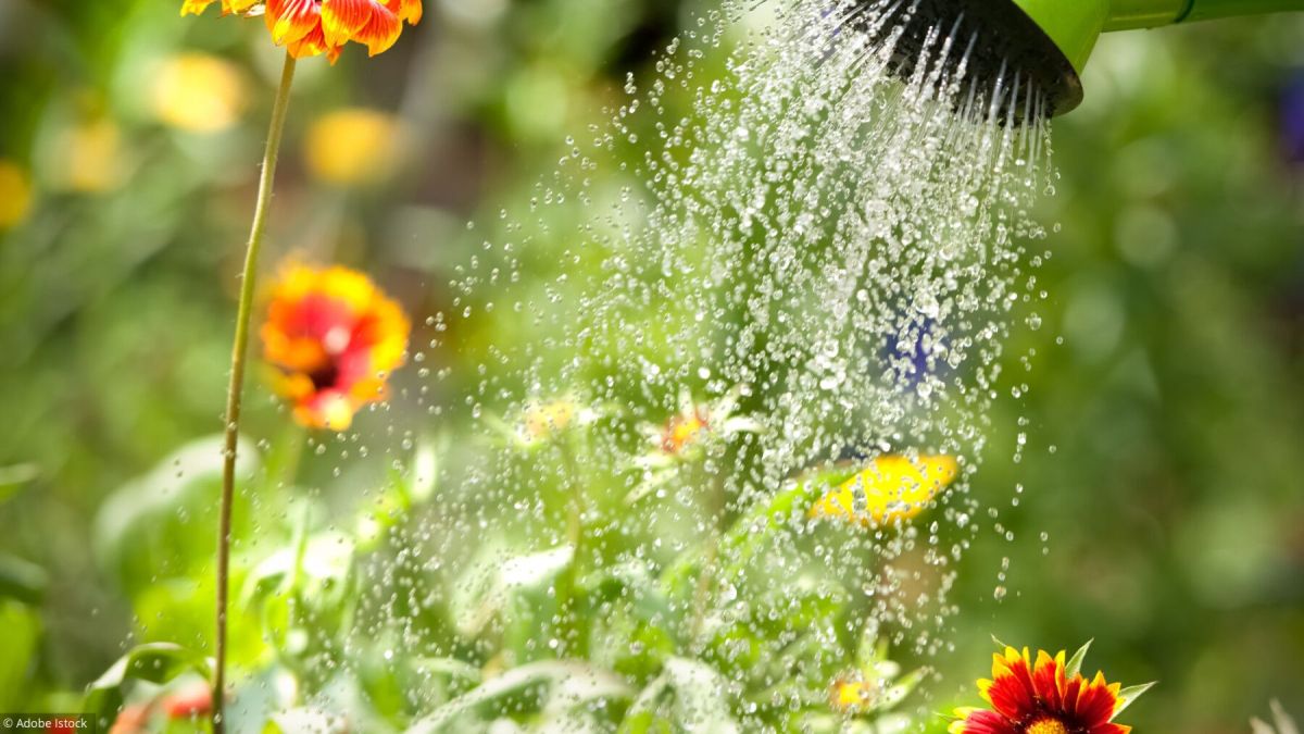 Protéger votre jardin lors de la canicule : 6 astuces essentielles