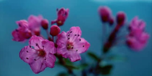 Kalmiopsis, un arbuste aux fleurs rares