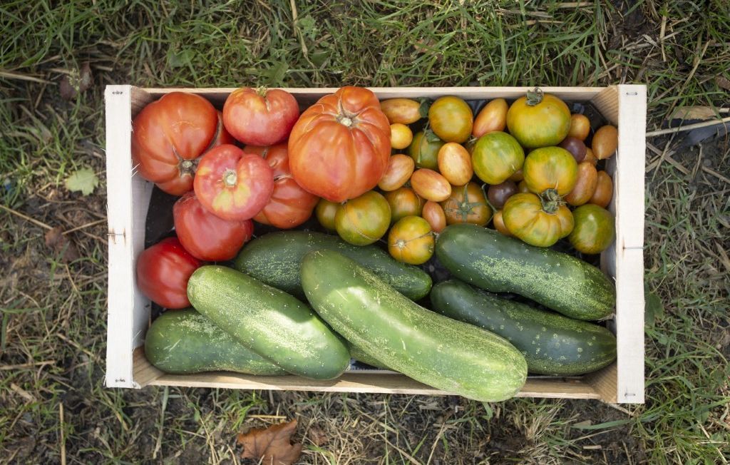 Des légumes dérobés : un maraîcher riposte avec des images