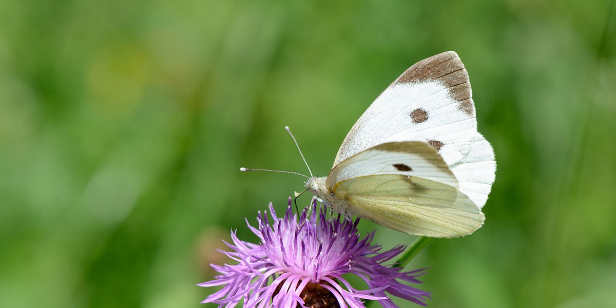 Ne laissez pas ces papillons détruire votre jardin : un guide à ne pas manquer