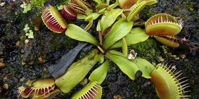 La dionée, une plante carnivore captivante
