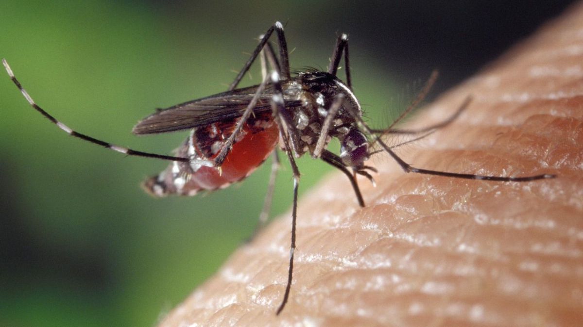 Les mystérieux aimants à moustiques : pourquoi certains attirent plus que d'autres