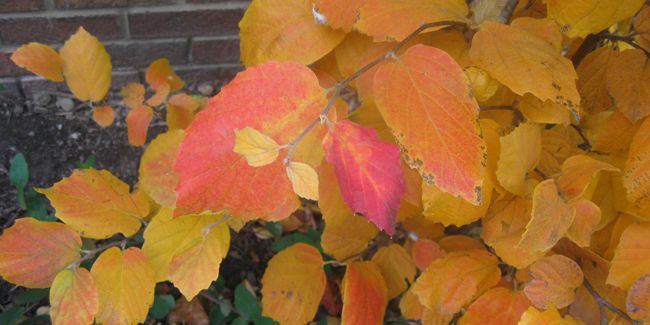 Détails sur le fothergilla, l'arbuste aux teintes automnales