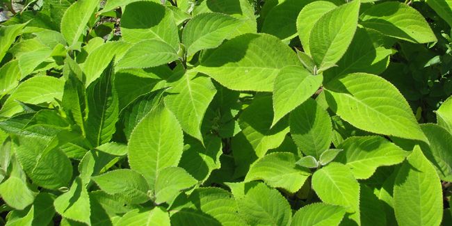 À la découverte de la menthe arbustive japonaise (Leucosceptrum japonicum)