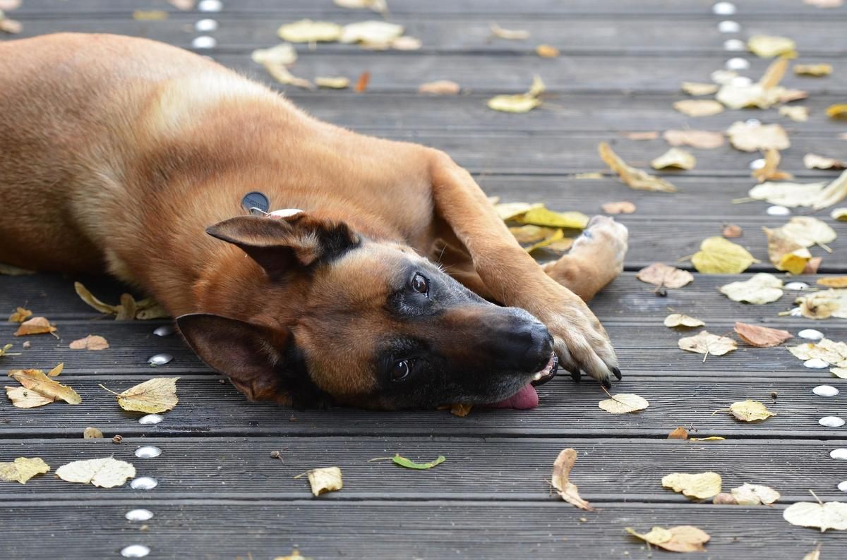Un propriétaire condamné pour abandon de son chien : une peine exemplaire