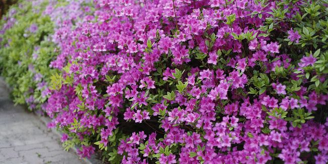 Les azalées : beauté et entretien d'un arbuste au jardin secret