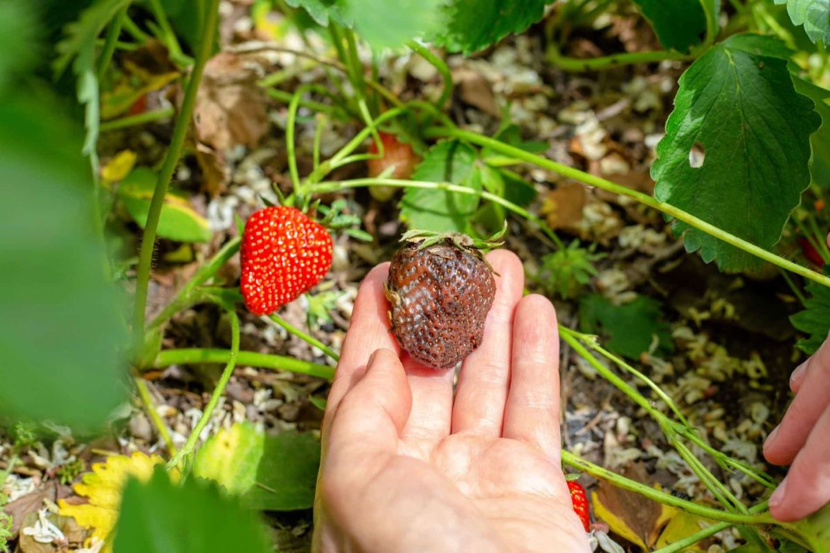 Des fraises abîmées avant maturité ? Découvrez l'astuce qui fait toute la différence