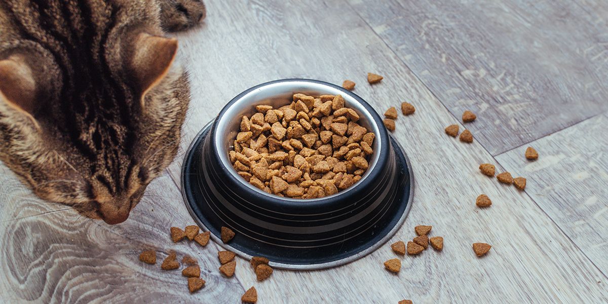Choisir des croquettes pour chats : 6 critères essentiels à connaître
