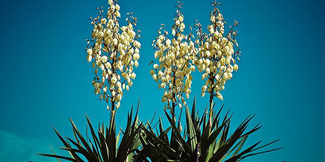 Yucca glorieux (Yucca gloriosa) : un trésor du jardin