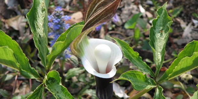 Ariséma : la fascinante plante aux spathes étonnantes