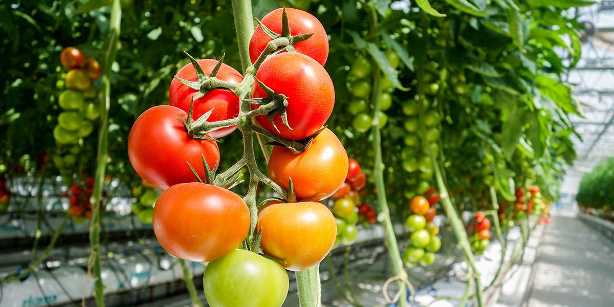 Découvrir la culture aéroponique : une agriculture du futur à portée de main