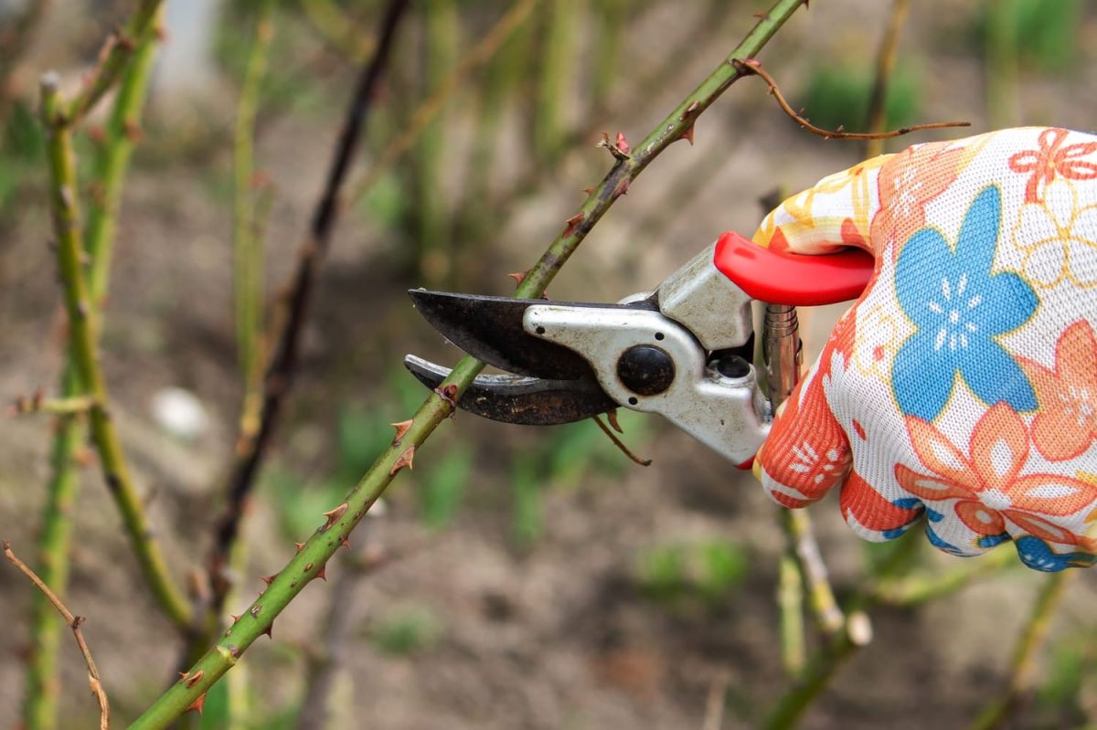 Les dates clés de jardinage en janvier 2024 selon les phases lunaires