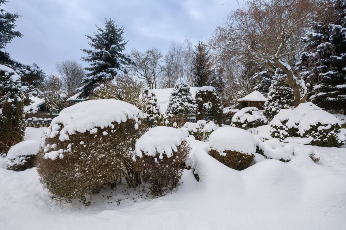 les bienfaits cachés de la neige au jardin : comment les optimiser