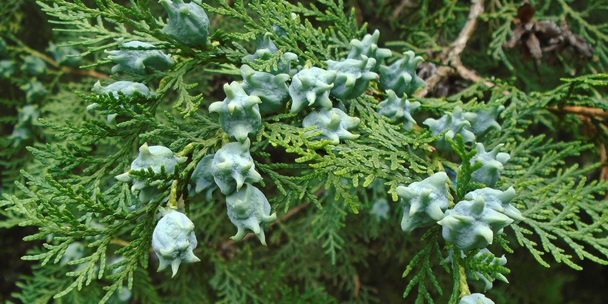 Le thuya : un allié verdoyant pour votre jardin