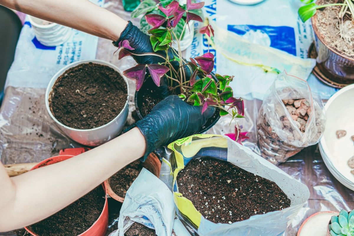 Choisir le terreau idéal pour des plantes épanouies