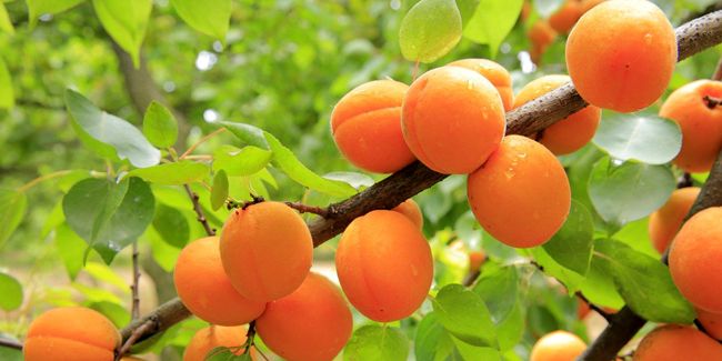L’abricot, un fruit aux multiples bienfaits