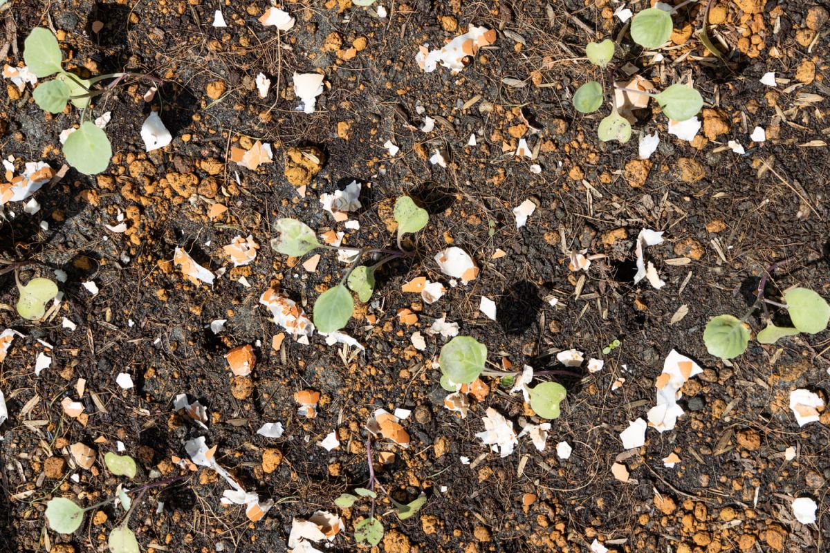 Les coquilles d'œuf, un trésor caché pour votre jardin