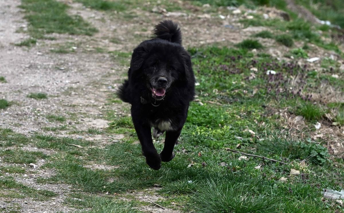 Les liens complexes entre humains et animaux de compagnie