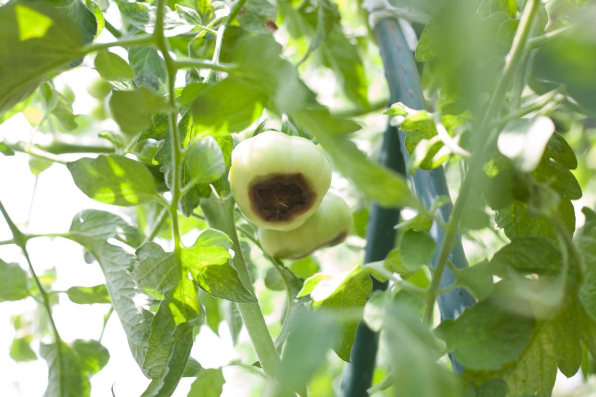 Comprendre et traiter le cul noir de la tomate
