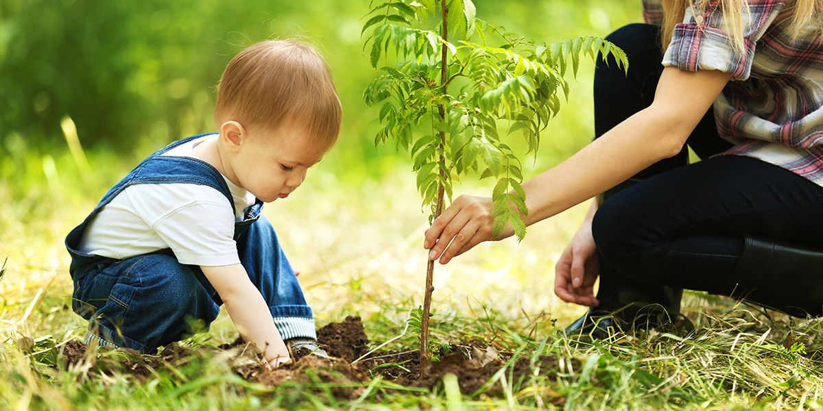 les arbres de naissance pour célébrer une vie nouvelle