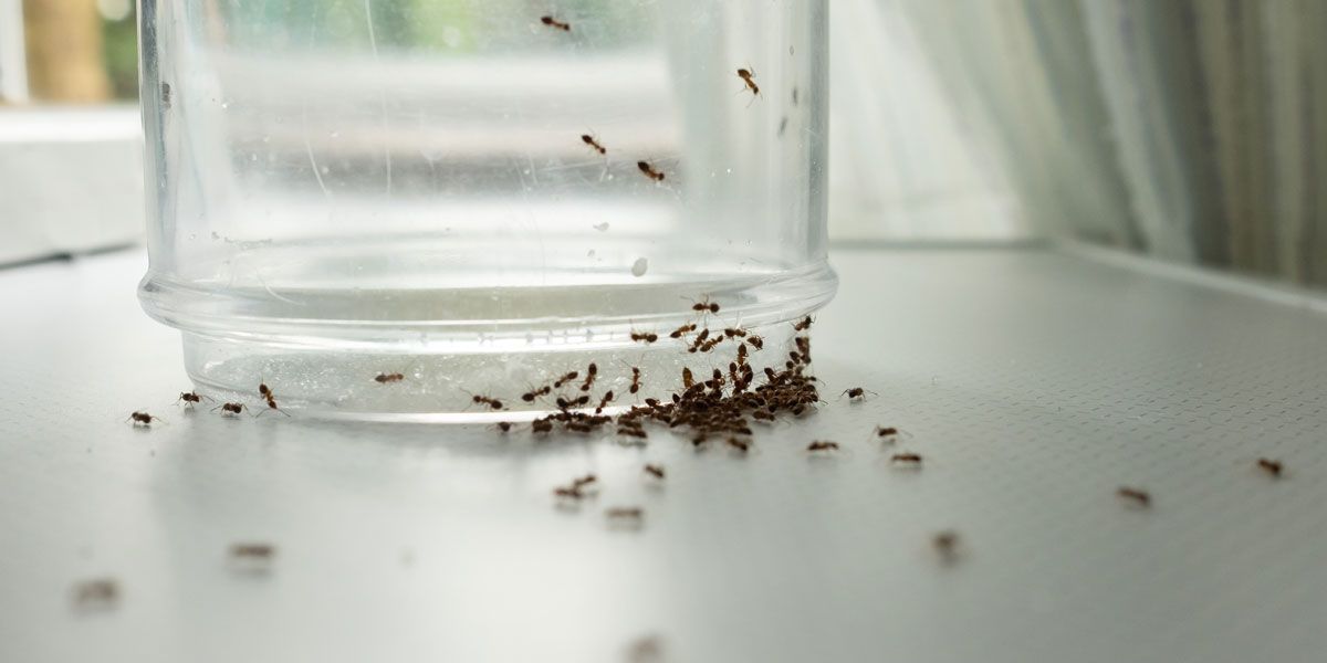 Fabriquer un répulsif maison pour éloigner les fourmis efficacement