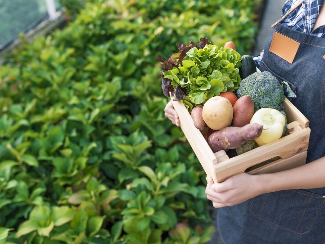 Manger bio : un choix gagnant pour la santé et la planète