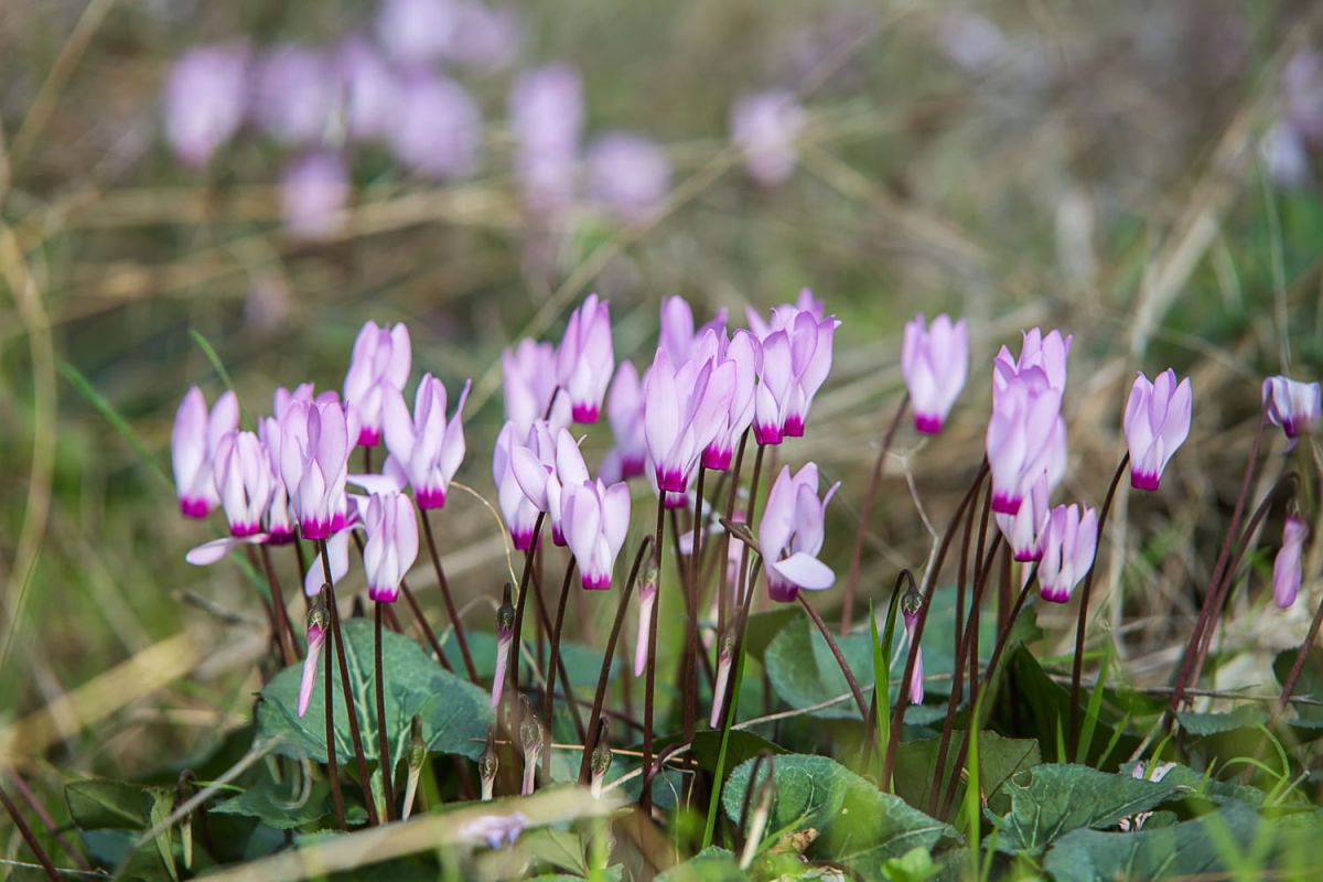 Les secrets du cyclamen : exposition, entretien et survie hivernale