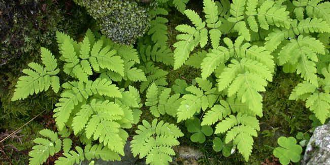 Polypode du chêne (Gymnocarpium dryopteris), fougère couvre-sol