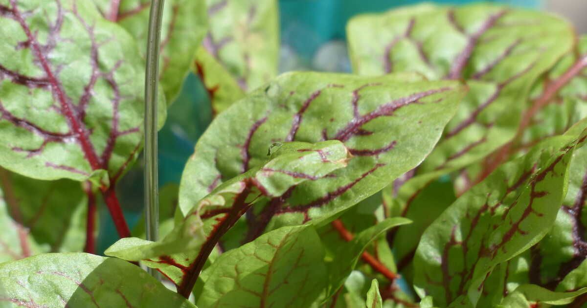 Les secrets de la cuisine à l'oseille révélés