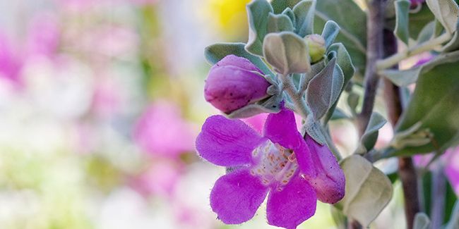 La sauge du désert : un arbuste idéal pour les jardins résilients