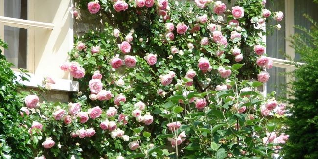 Embellissez vos espaces : l'art des rosiers grimpants