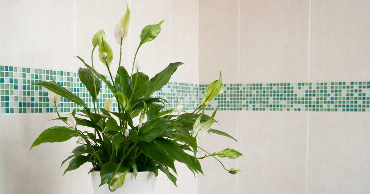 Spathiphyllum : 4 choses à savoir sur la fleur de lune