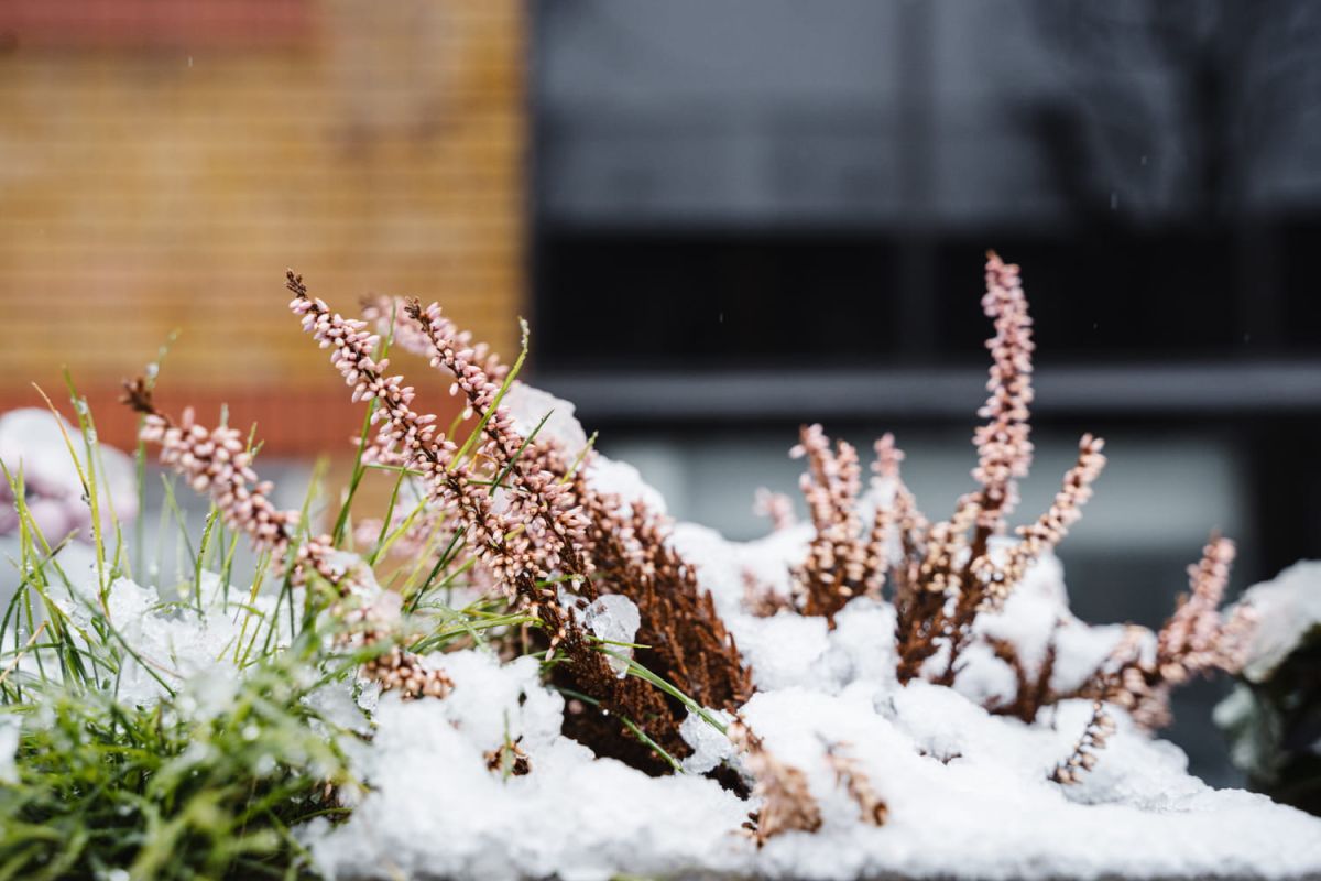Des plantes hivernales qui embellissent votre jardin