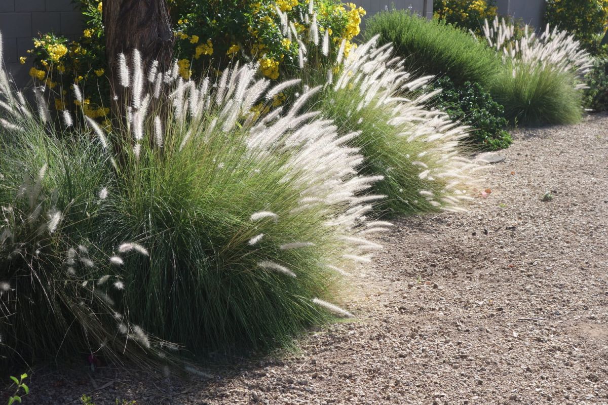 Pennisetum : plantation, taille, exposition, hivernage