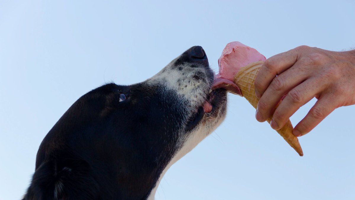 Canicule : attention aux erreurs courantes qui nuisent à la santé de votre chien