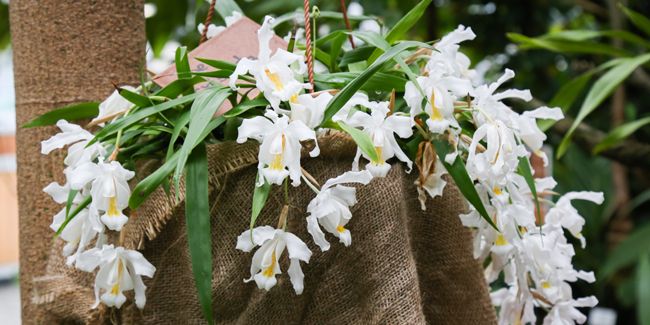 Les orchidées Coelogyne : beauté et diversité d'une espèce fascinante