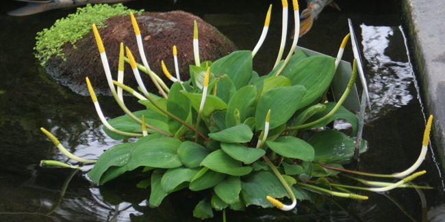 découverte de l'oronte aquatique, la plante bougie aux charmes subtils