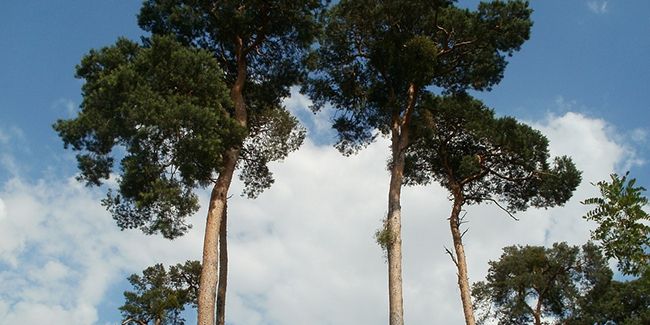 À la découverte du pin sylvestre : un trésor aromatique des forêts
