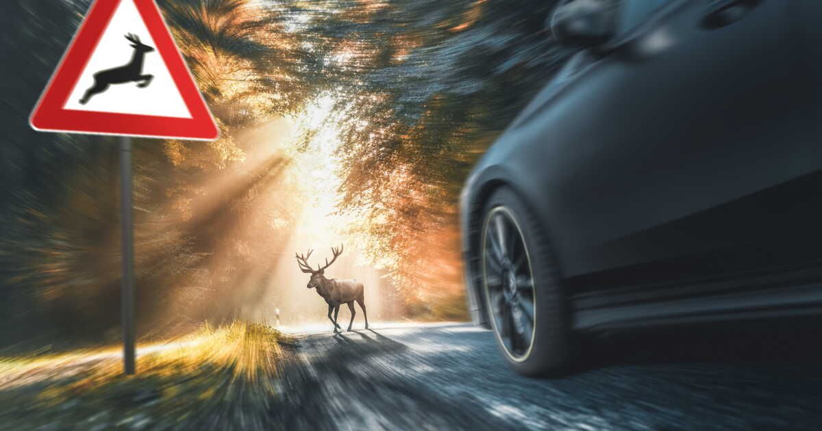Indemnisation en cas d'accident avec un animal sauvage : ce qu'il faut savoir
