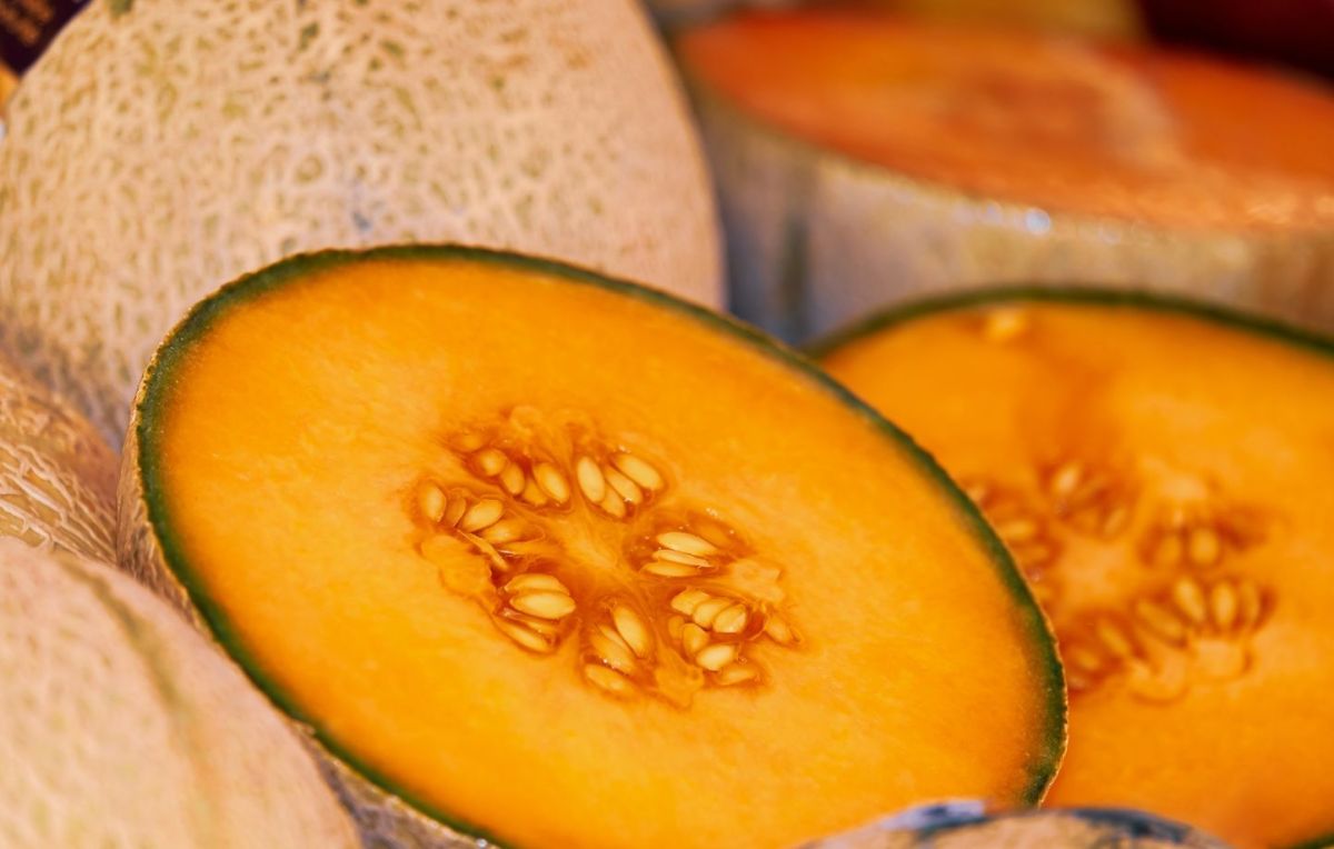 Des melons à prix d'or : une saison difficile pour les producteurs