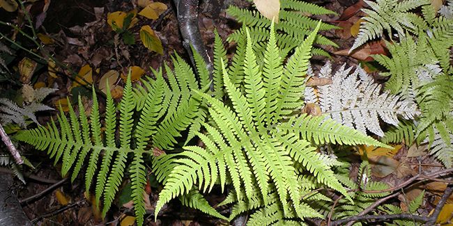 Polypode du hêtre (Phegopteris connectilis) : la fougère à moustache