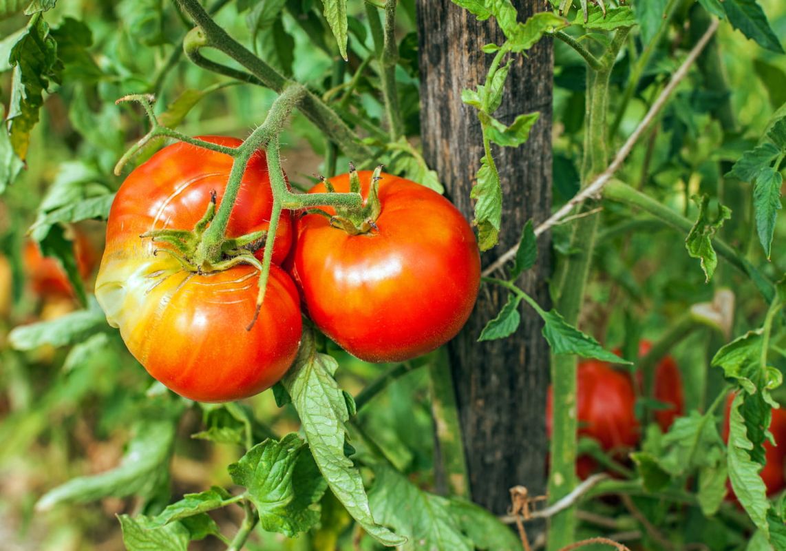 Comment protéger vos tomates des intempéries avec des ingrédients simples