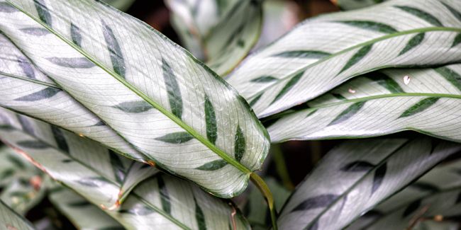 Ctenanthe (Ctenanthe setosa), cousine du Calathea