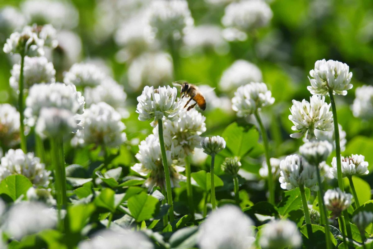 redécouvrez le trèfle blanc : la fleur comestible de votre jardin